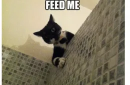 30 Hilarious Cat Memes That Every Cat Lover Needs To See